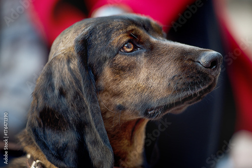 Close-up portrait in profile of a dog breed Bavarian hound