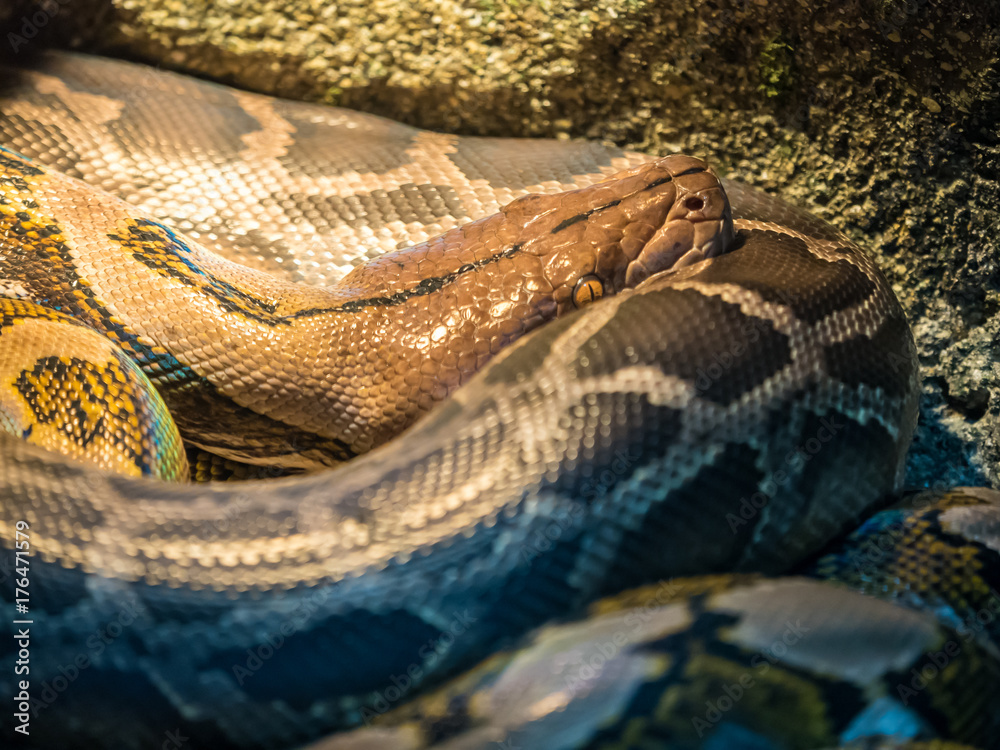 Obraz premium Ball Python close up Python Regius