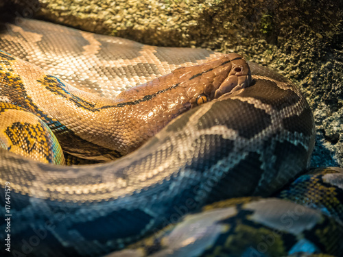 Ball Python close up Python Regius photo
