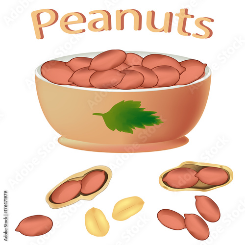 Peanuts isolated on white background. Groundnuts. Icon of peanut. Vector illustration.