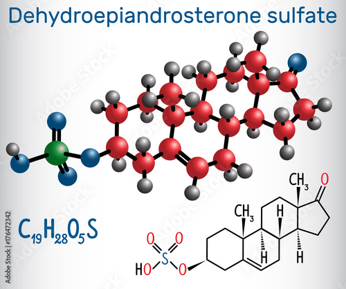 Dehydroepiandrosterone sulfate DHEA-S (natural androgen steroid hormone ) - structural chemical formula and molecule model