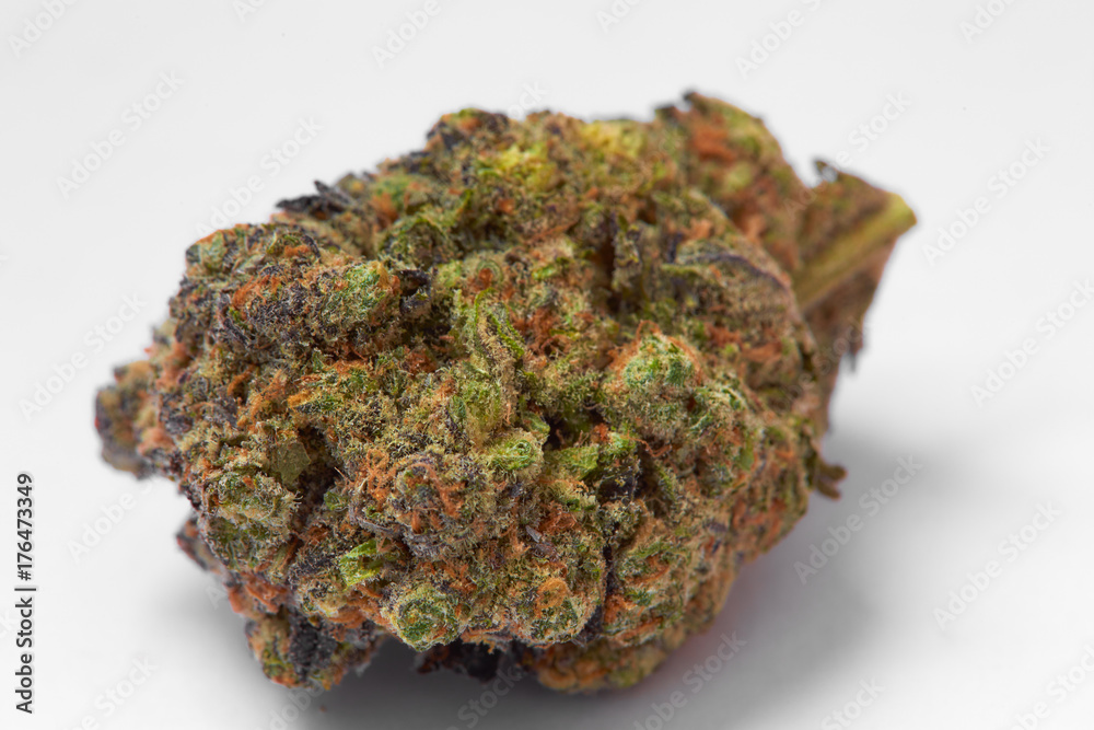 Close up of prescription medical marijuana strain flower Gelato isolated on white background Close up of prescription medical marijuana strain flower Gelato isolated on white background