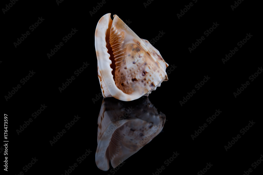 Sea shell conch isolated on black background . Sea shell conch isolated on black background .