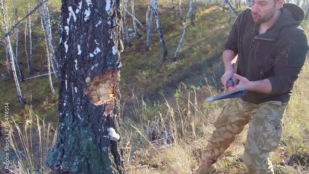 Lumberjack worker chopping down a tree breaking off many splinters in the forest with big axe. Strong healthy adult ripped man with big muscles working with big axe outdoors Lumberjack worker chopping down a tree breaking off many splinters in the forest with big axe. Strong healthy adult ripped man with big muscles working with big axe outdoors