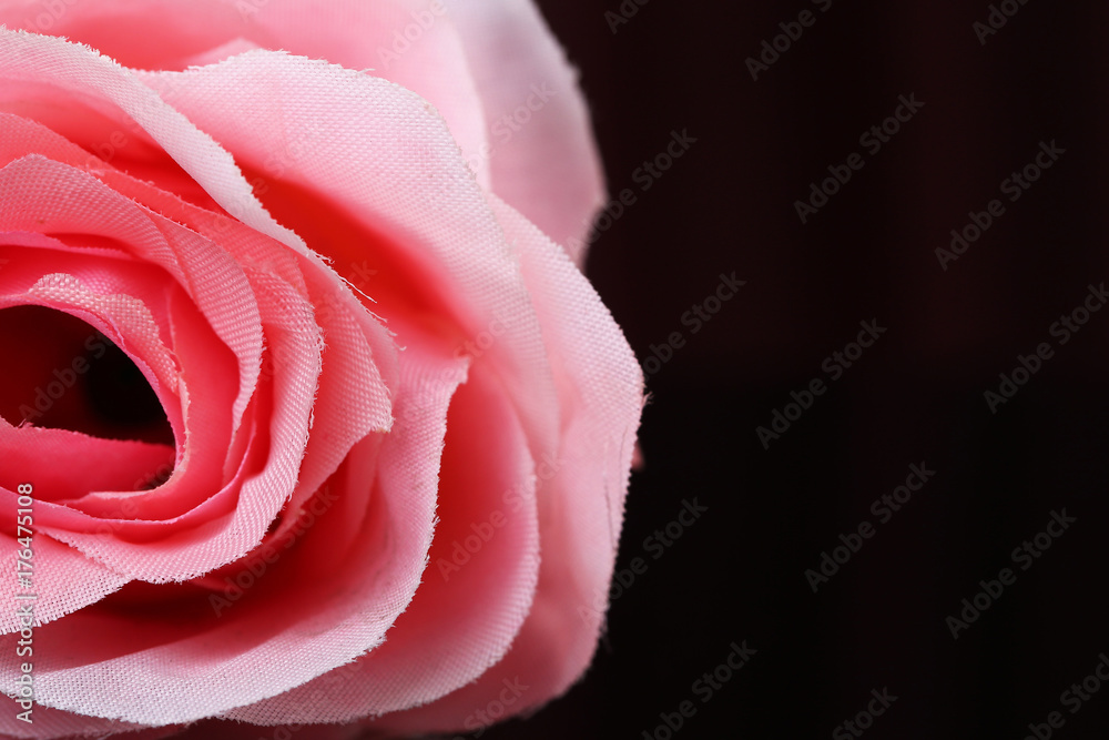 pink rose on black background pink rose on black background