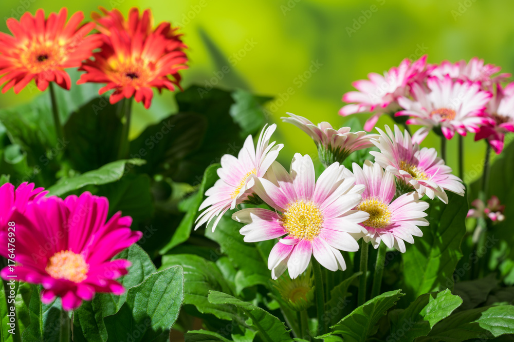 園芸 ガーベラの花 園芸 ガーベラの花