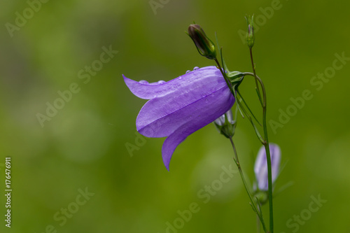 Campanula rotundifolia (harebell)