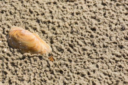 Einzelne Muschel im Sand