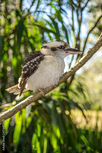 Australian Kookaburra © Martin