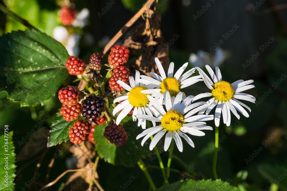 Obraz premium Brombeeren und Asterblüten