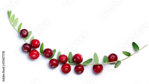 Cranberries branch with leaves, top view, paths