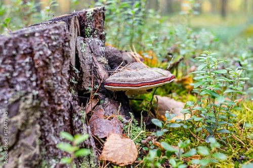 triturium  grows on a stump in the forest photo