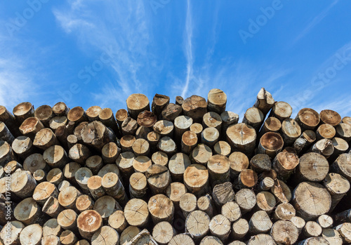 Stack of cut timber