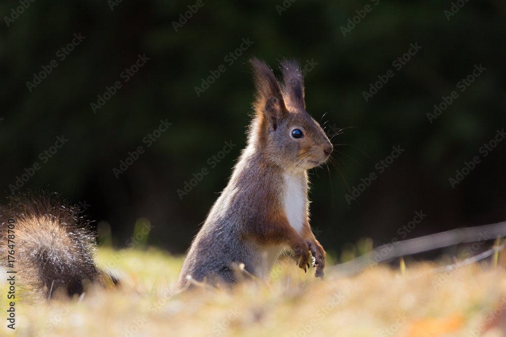 The red squirrel (Sciurus vulgaris) The red squirrel (Sciurus vulgaris)
