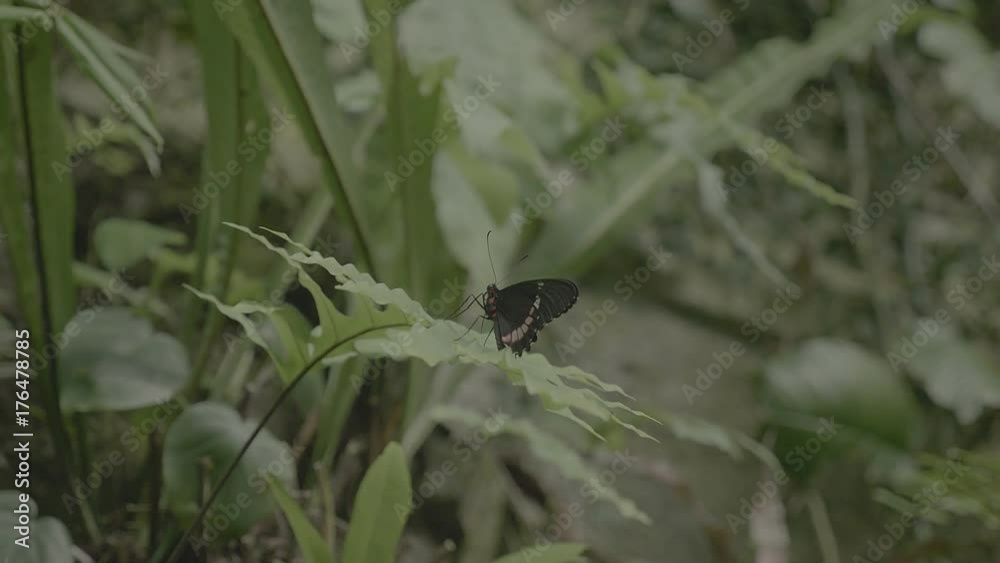 Black and white butterfly on leaf. Close-up of sitting butterfly on green plant. Tropical butterfly with beautiful wings. Black and white butterfly on leaf. Close-up of sitting butterfly on green plant. Tropical butterfly with beautiful wings.