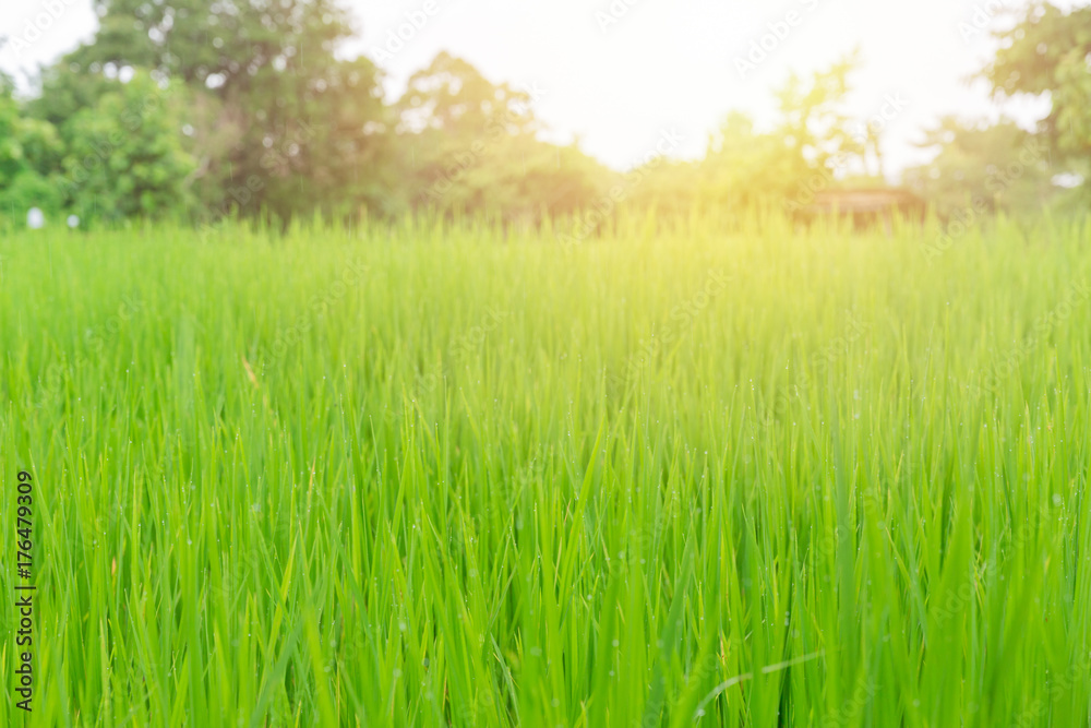 fresh green rice field with sunlight wet and rain drop