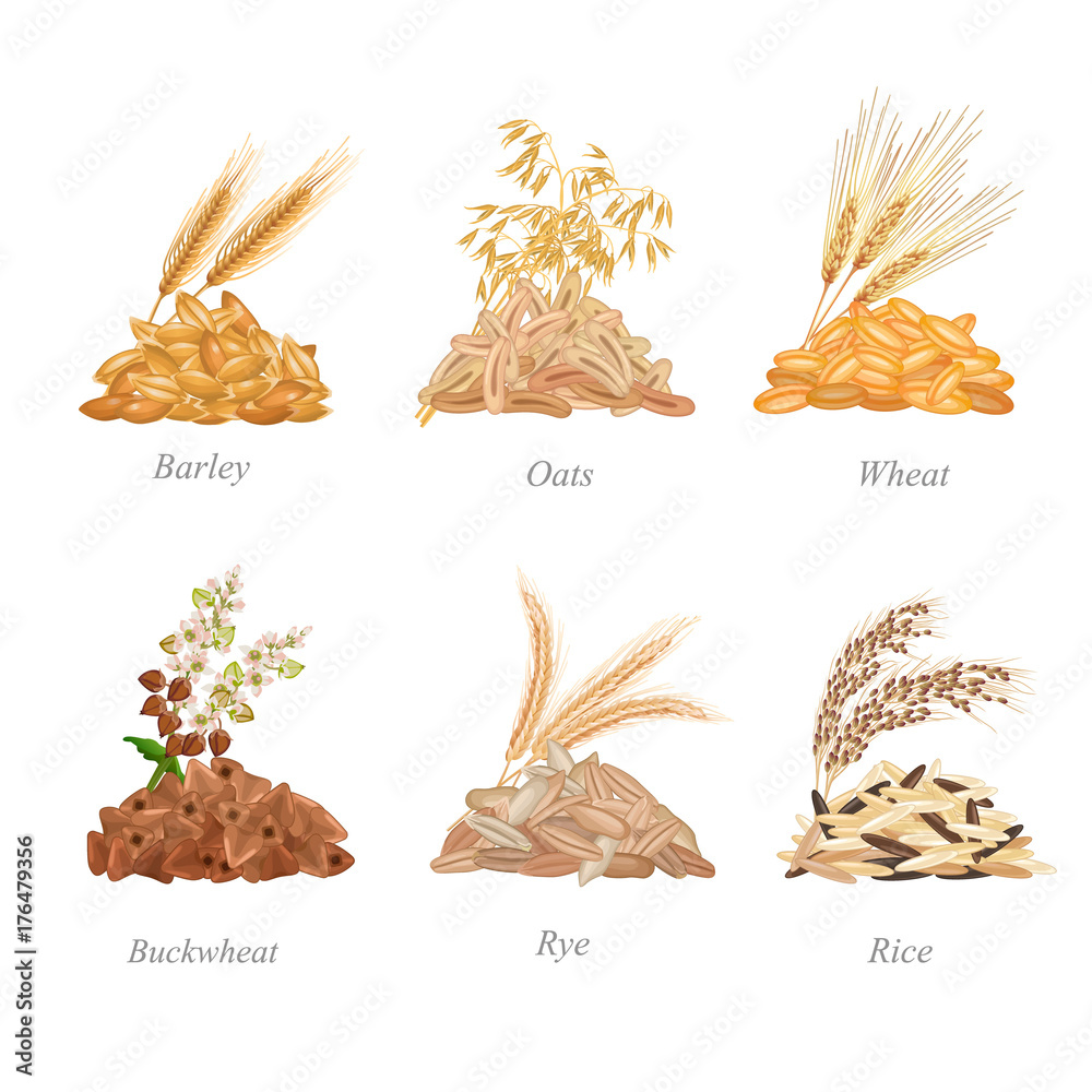 Six cereals batches with their plants near it / There are barley, oats,  wheat, buckwheat, rye and rice grains in batches Stock Vector | Adobe Stock