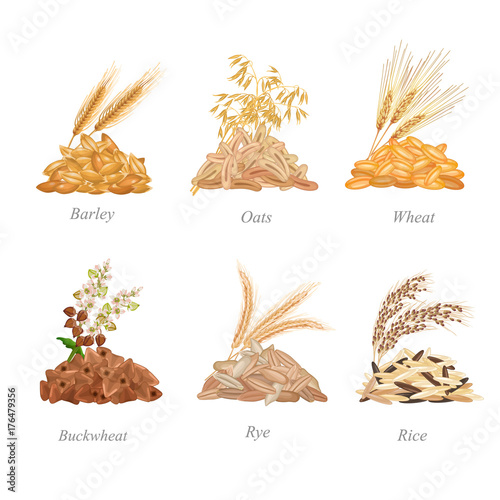 Six cereals batches with their plants near it / There are barley, oats, wheat, buckwheat, rye and rice grains in batches
