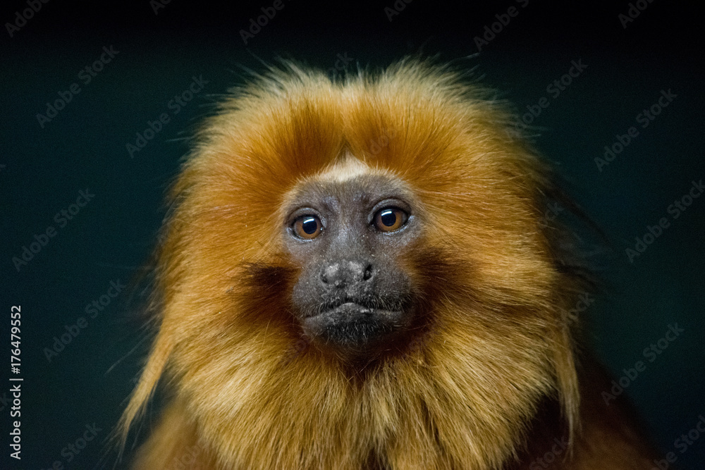 Golden Lion Tamarin Portrait Golden Lion Tamarin Portrait