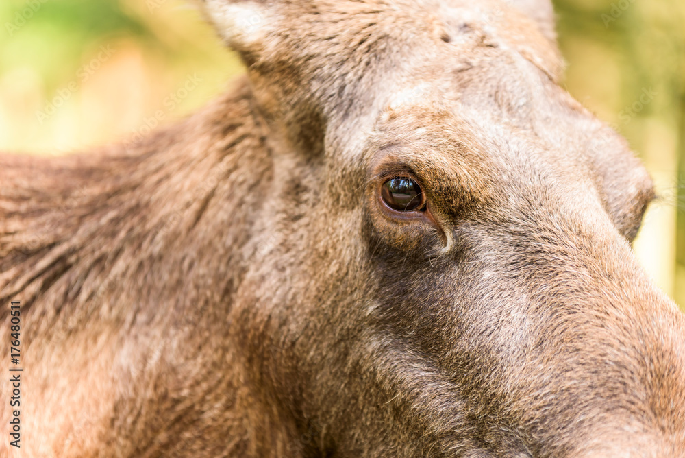 Detail of adult female moose (Alces alces) eyes.