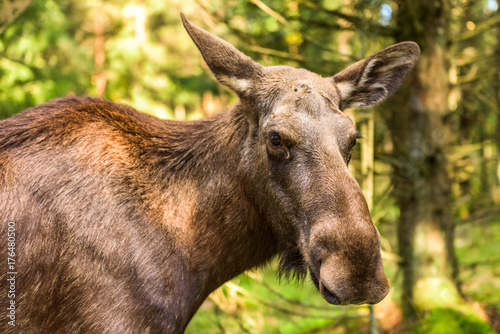 Adult female moose (Alces alces) head with forest in background.