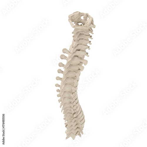 Human Spine Anatomy on white. 3D illustration