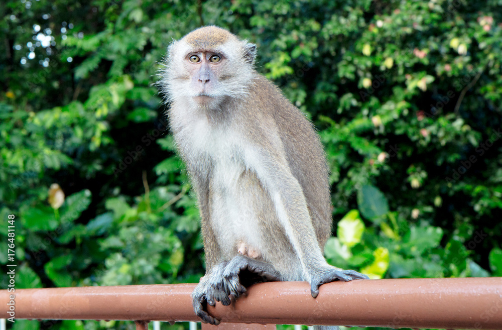 Obraz premium Macaque Monkey 