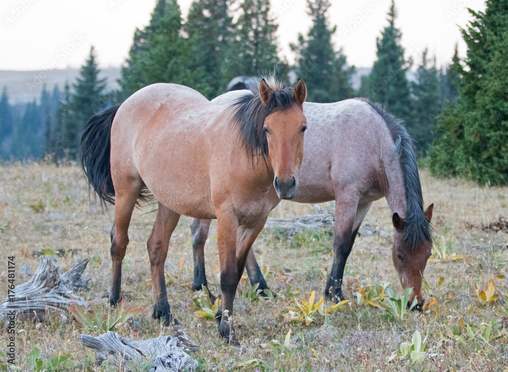Fototapeta premium Dun Buckskin and Red Roan wild horse mares next to dead wood in the Pryor Mountains Wild Horse Range in Montana United States