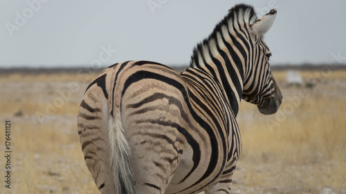 Zebra mit Blick nach vorne