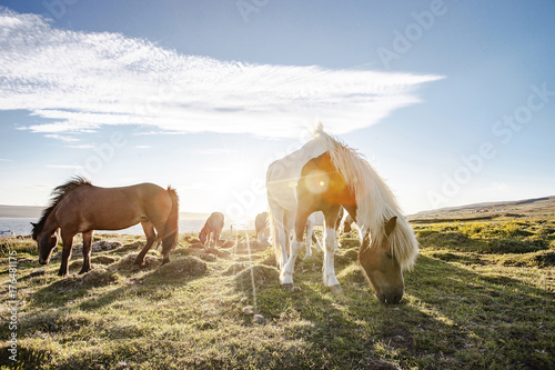 Icelandic Horses