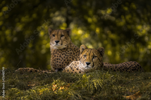 Cheetah Couple photo