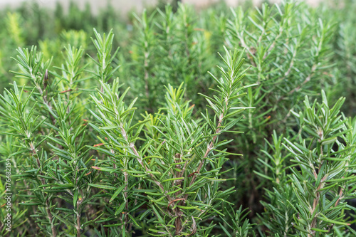 Close up of fresh rosemary in garden