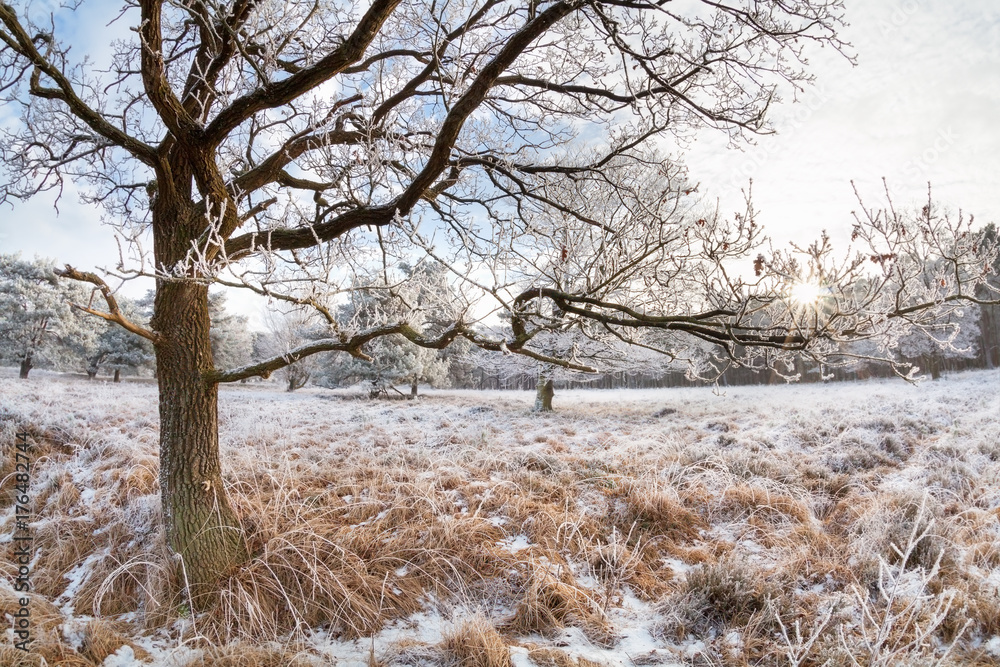 sunlight through oak tree branches in winter