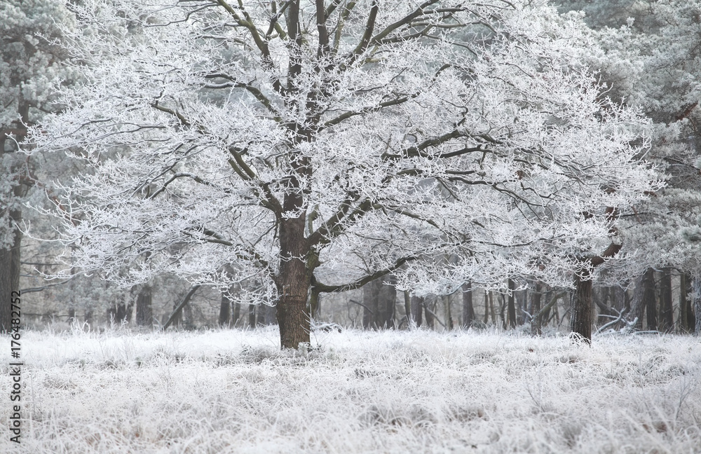 frost on oak tree in winter