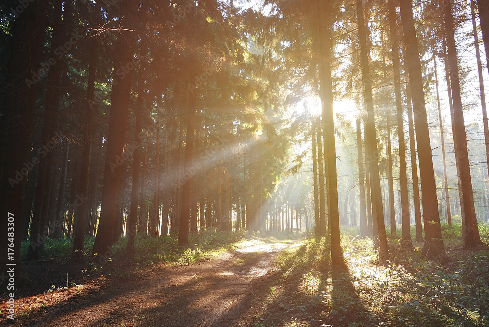 Fototapeta premium Autumn Morning Forest with the forestry path in the sunshine / sunlight, Hungary