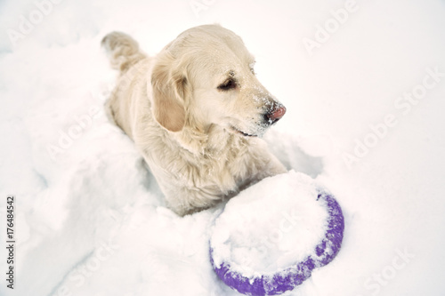 Labrador retriever dogin the winter outdoors