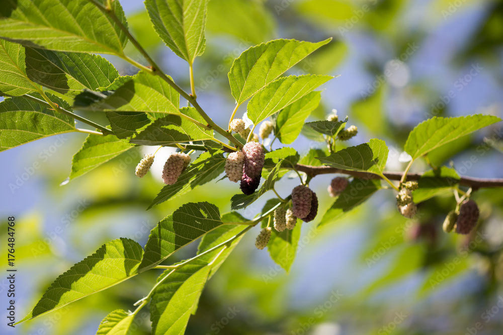 ripe mulberry berry on the branches of a tree ripe mulberry berry on the branches of a tree