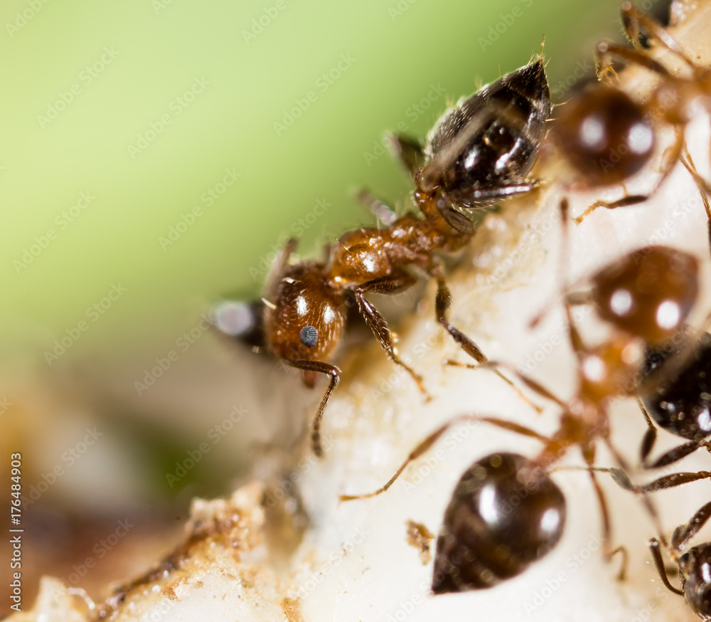 small ants in nature. macro small ants in nature. macro
