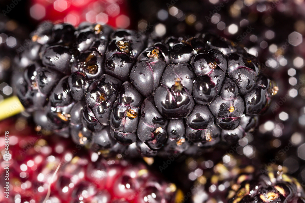 black mulberry berry as a background black mulberry berry as a background