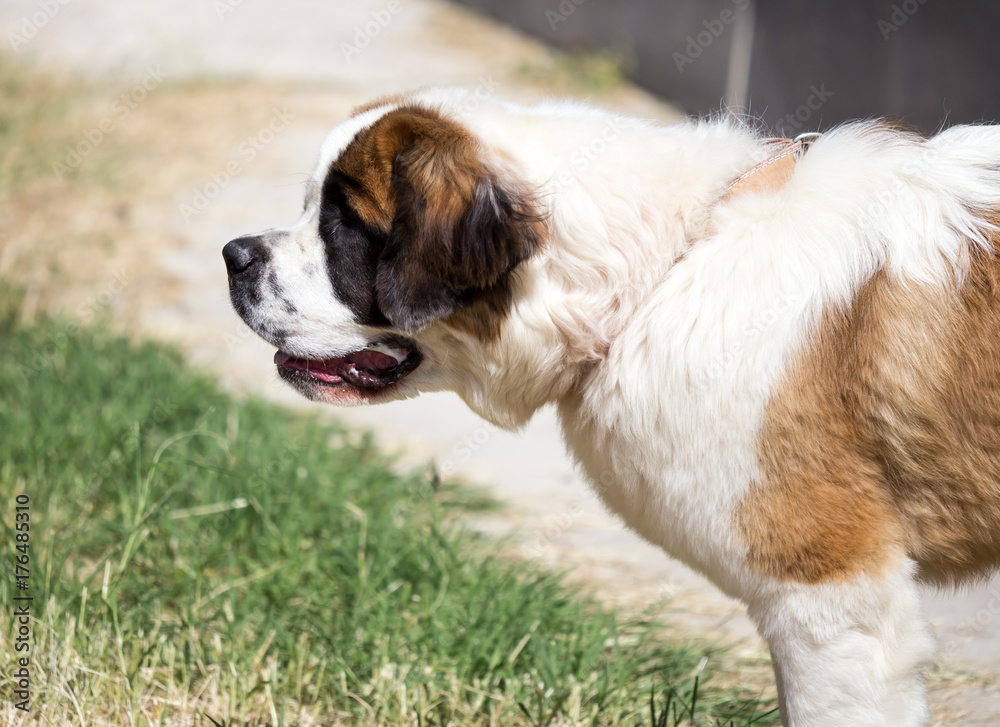 a portrait of a thoroughbred dog a portrait of a thoroughbred dog