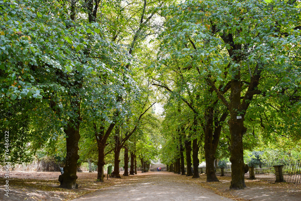 Trees line the parks of the Jardim Botanico da Universidade in Coimbra, Portugal Trees line the parks of the Jardim Botanico da Universidade in Coimbra, Portugal