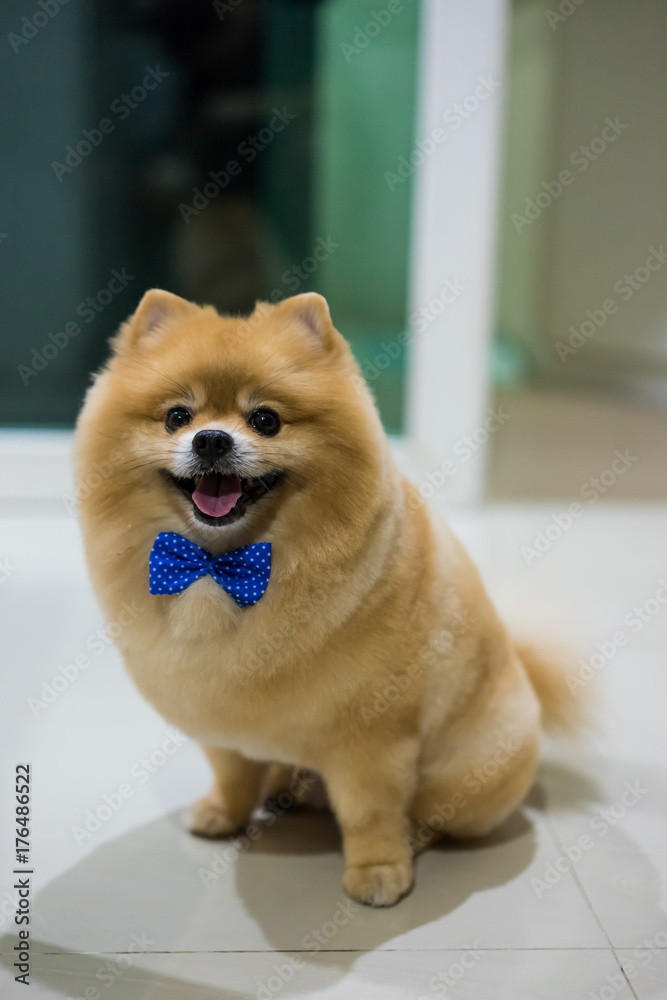 pomeranian dog cute pets short hair style in home, Selective focus on eye  Photos | Adobe Stock