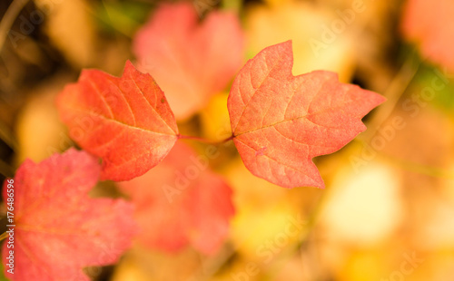 beautiful leaves on a tree in autumn