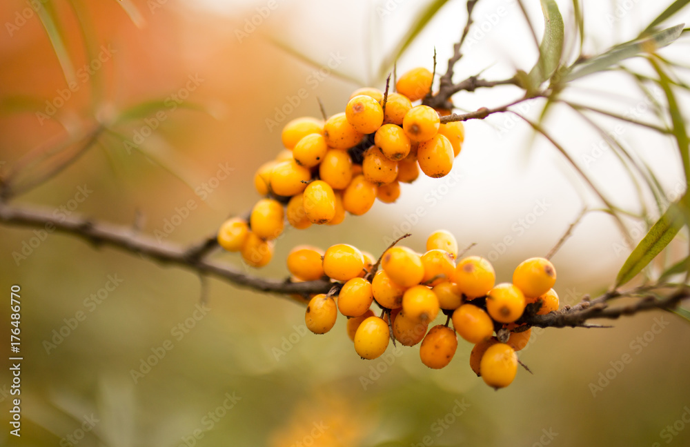 yellow berries of sea-buckthorn on a branch