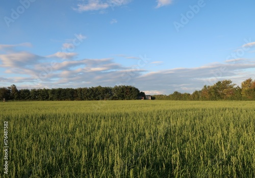Agricultural field