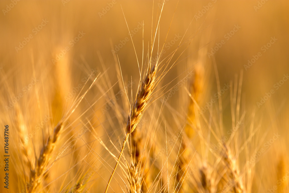 yellow ears of wheat at sunset in nature yellow ears of wheat at sunset in nature