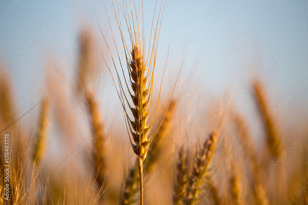 Fototapeta premium yellow ears of wheat at sunset in nature