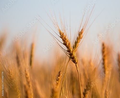 yellow ears of wheat at sunset in nature