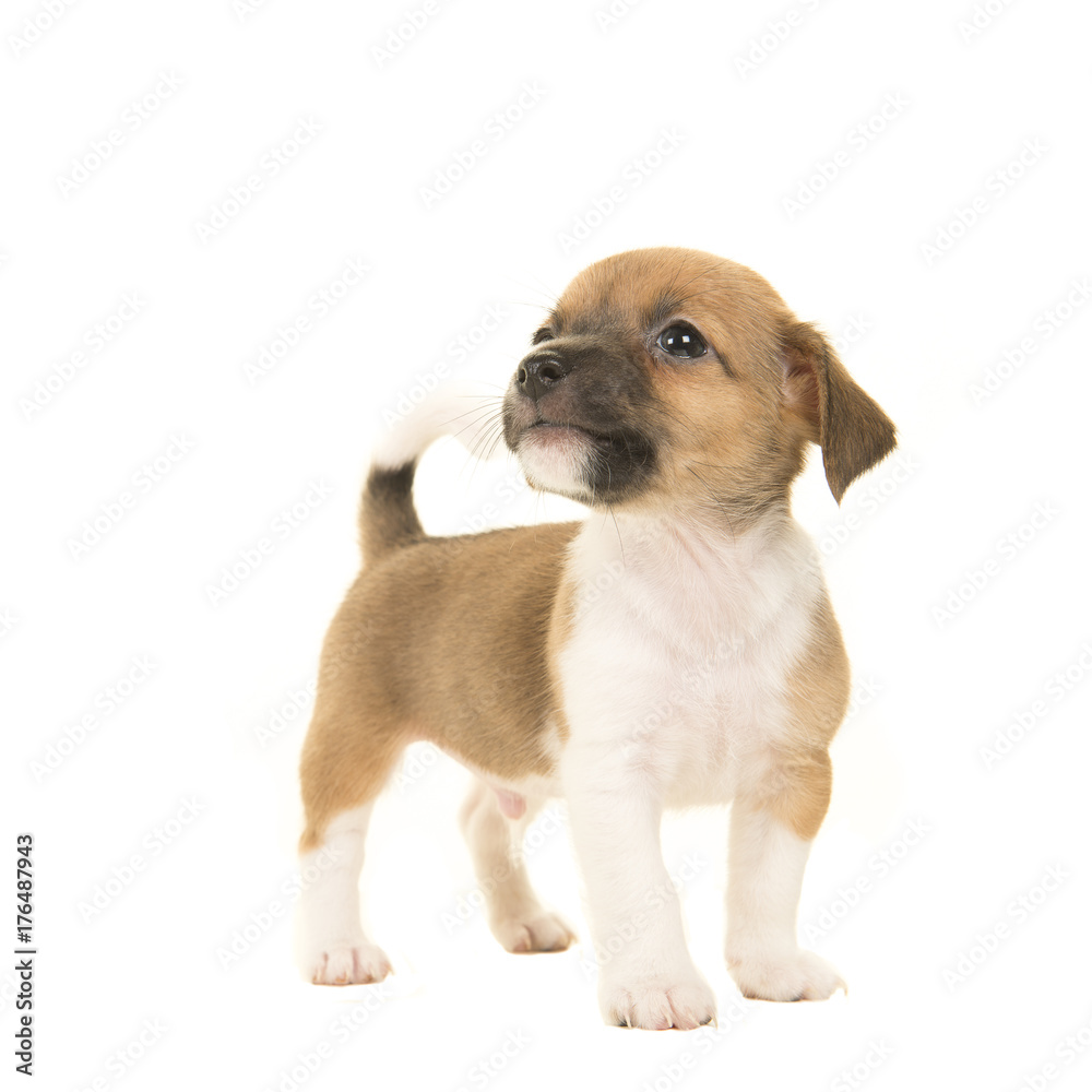 Cute brown and white jack russel terrier puppy seen from the front looking up standing isolated on a white background Cute brown and white jack russel terrier puppy seen from the front looking up standing isolated on a white background