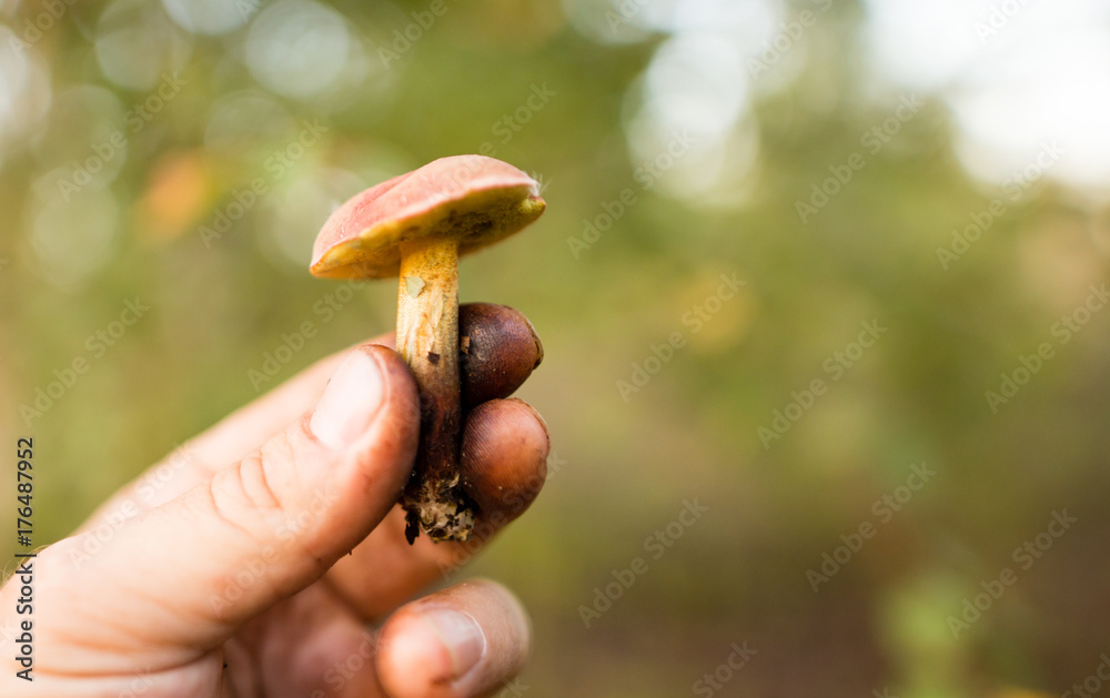 fresh edible mushroom in hand in the forest